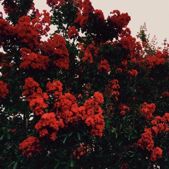 Meet your Posher, Raegan - Picture 1 of 1